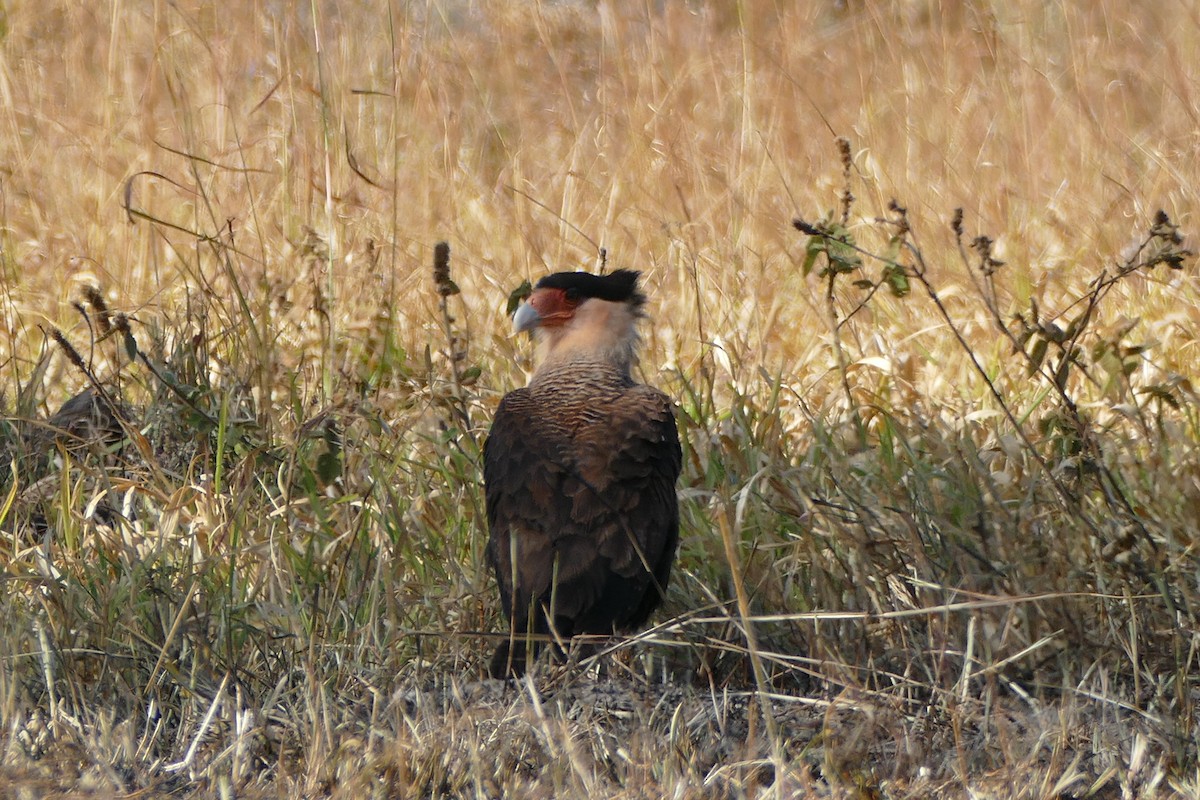 Crested Caracara (Southern) - Kimberly With