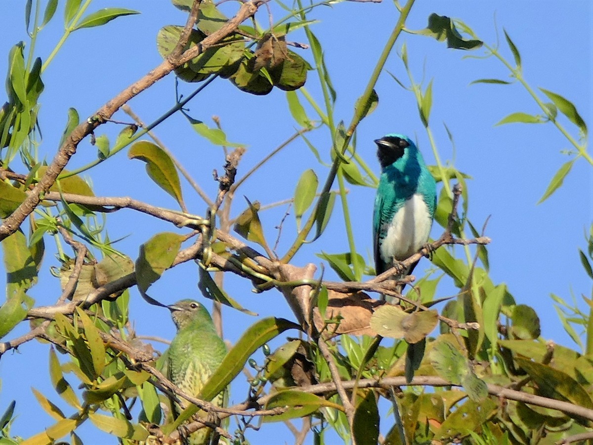 Swallow Tanager - ML174120141