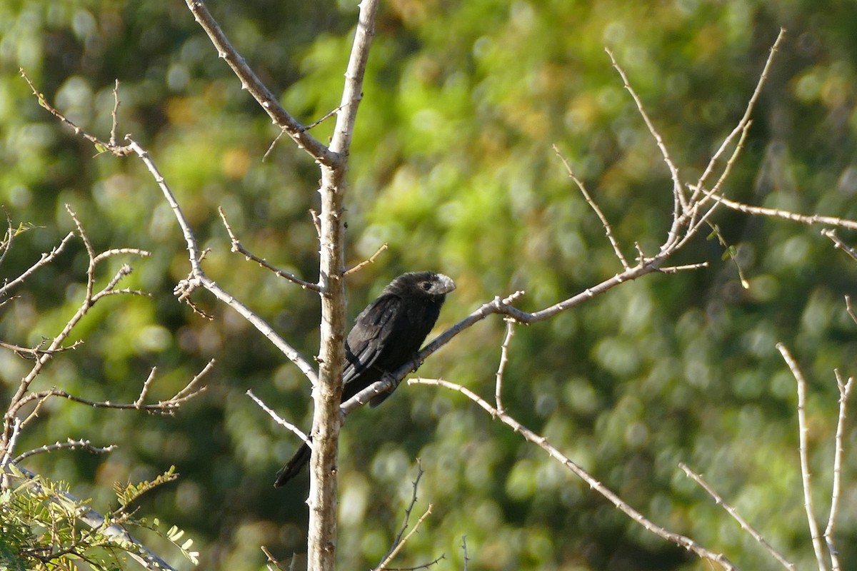 Smooth-billed Ani - Kimberly With
