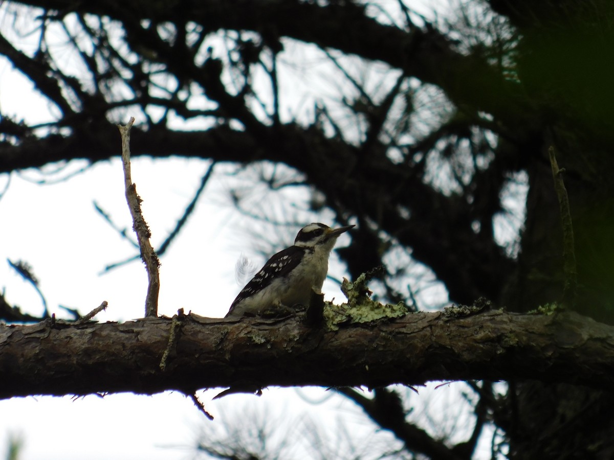 Hairy Woodpecker (Eastern) - ML174126871
