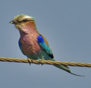 Lilac-breasted Roller - johnny powell