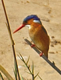 Malachite Kingfisher - johnny powell