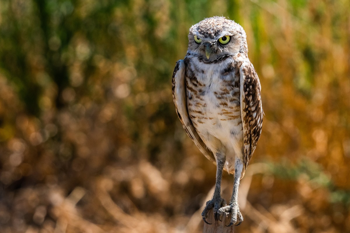 Burrowing Owl - Max Laubstein