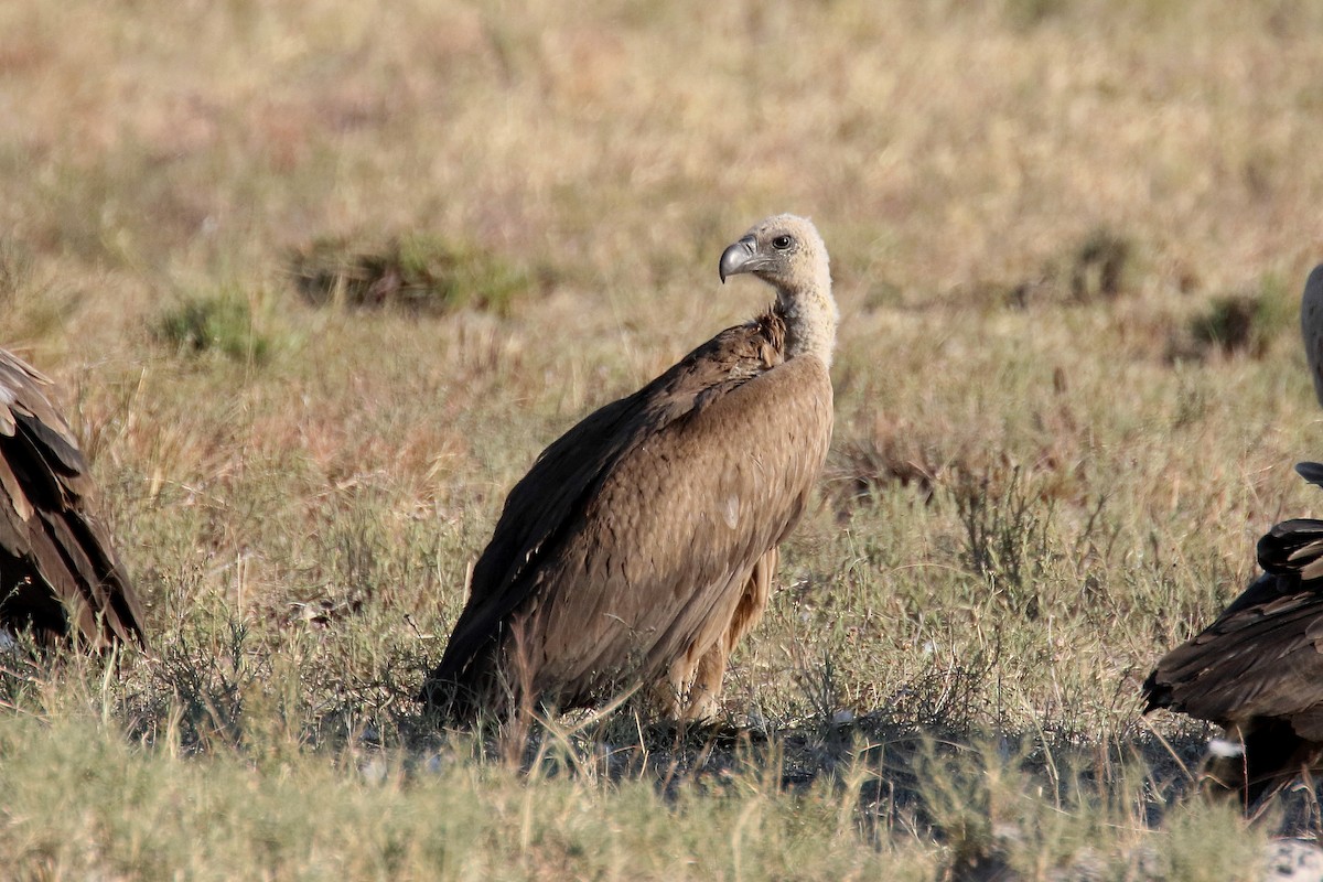 White-backed Vulture - Stephen Gast