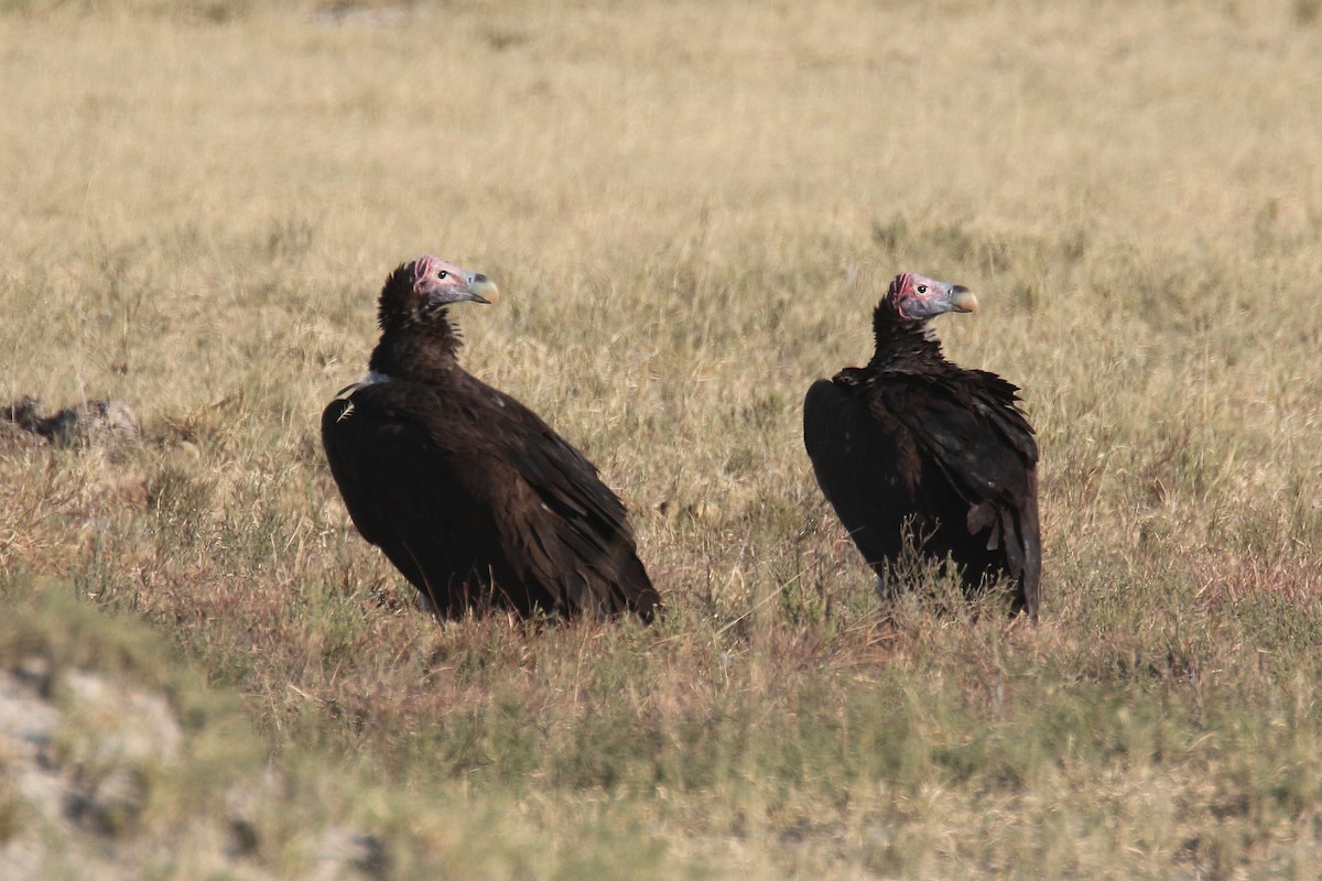 Lappet-faced Vulture - ML174155781