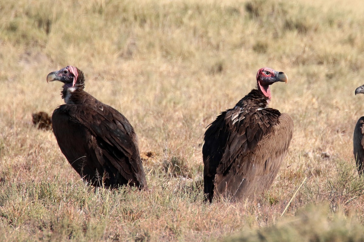 Lappet-faced Vulture - ML174155791