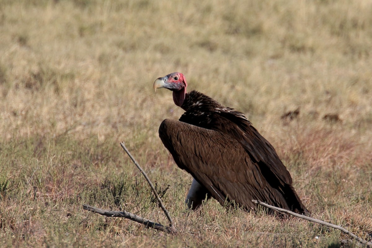 Lappet-faced Vulture - ML174155941