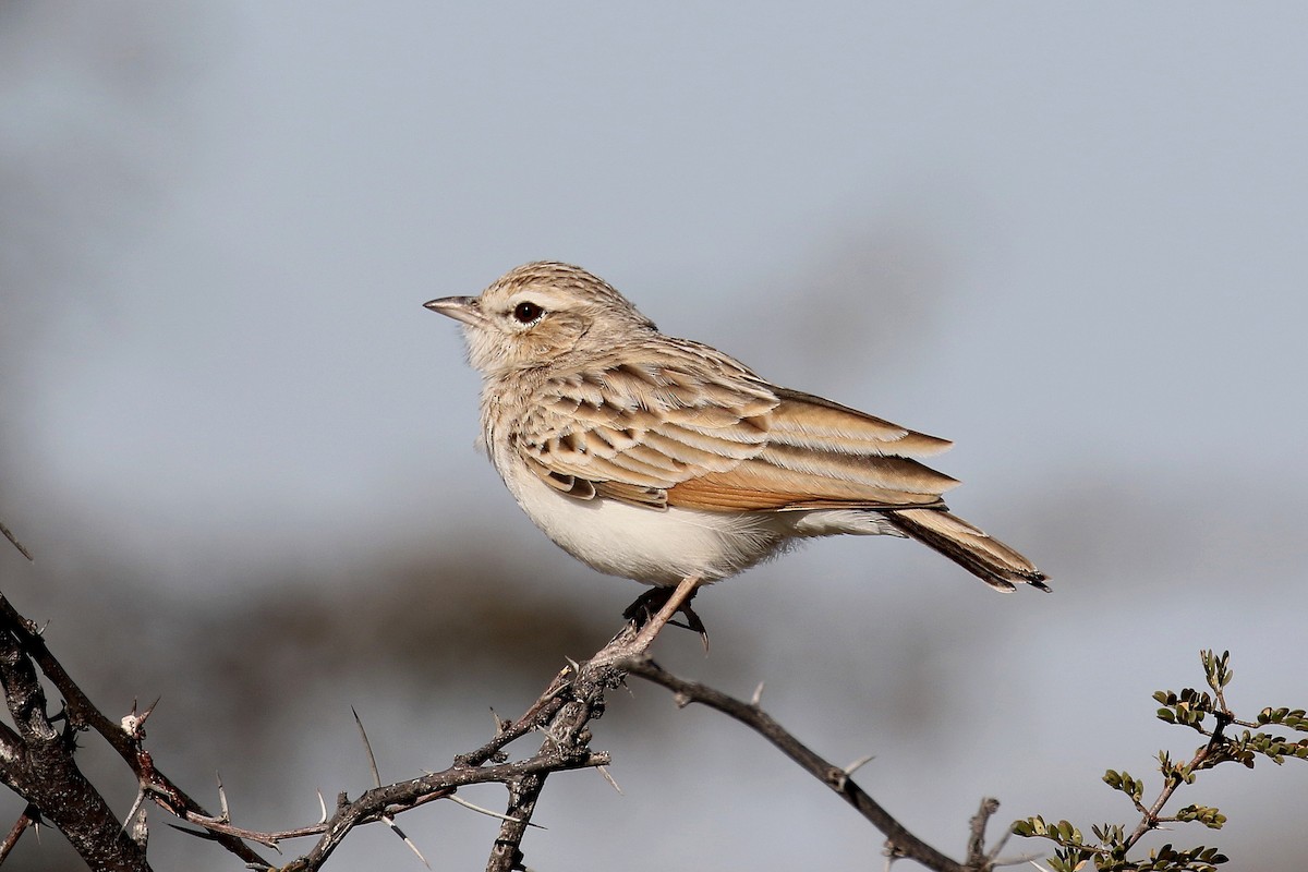 Fawn-colored Lark (Fawn-colored) - ML174156671