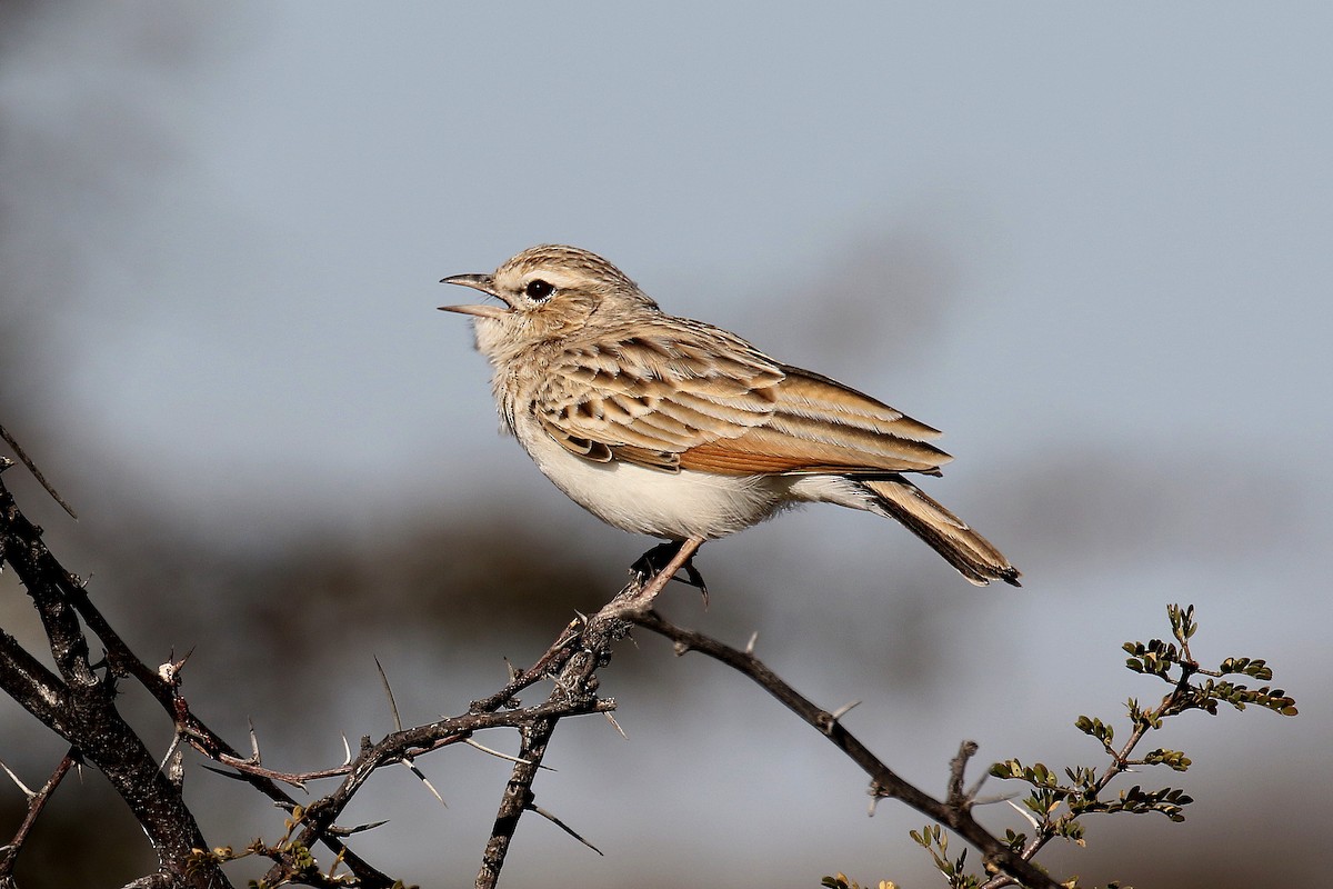 Fawn-colored Lark (Fawn-colored) - Stephen Gast