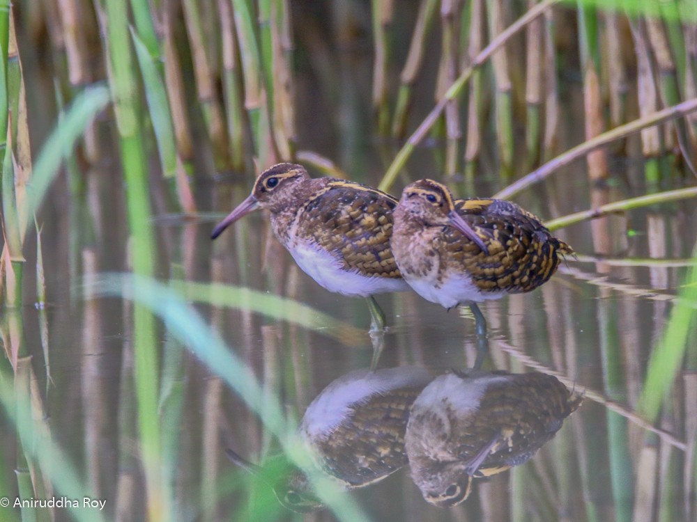 Greater Painted-Snipe - ML174157041
