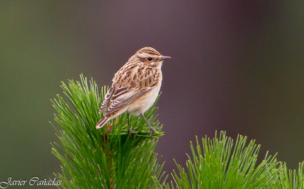 Whinchat - ML174160541