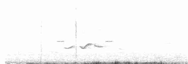 White-tailed Iora - ML174161771
