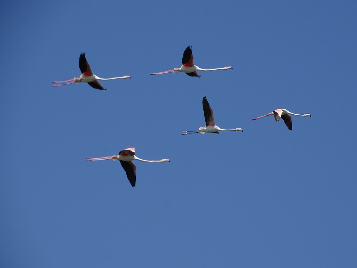 Greater Flamingo - António Cotão