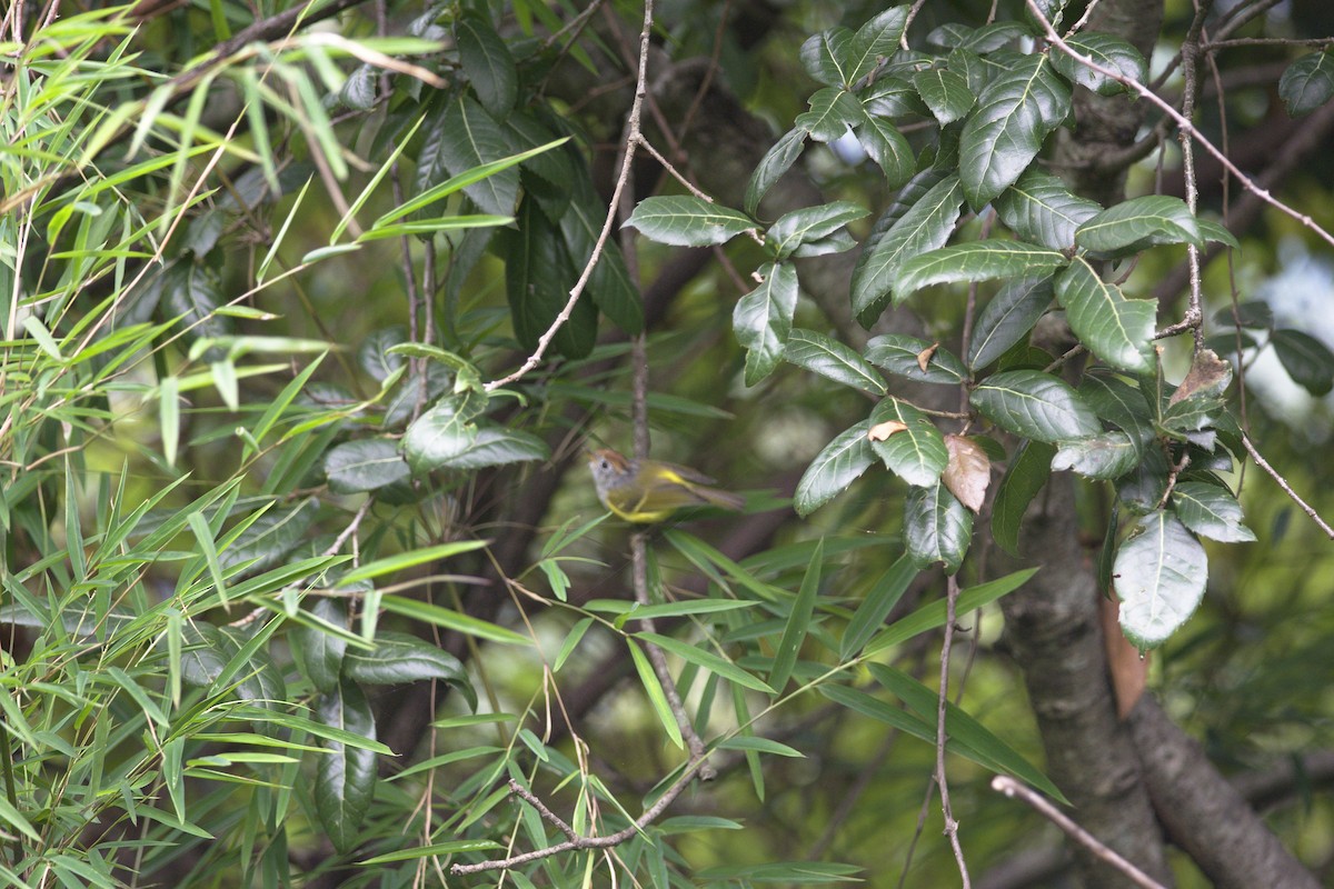 Chestnut-crowned Warbler - Ramnarayan Kalyanaraman
