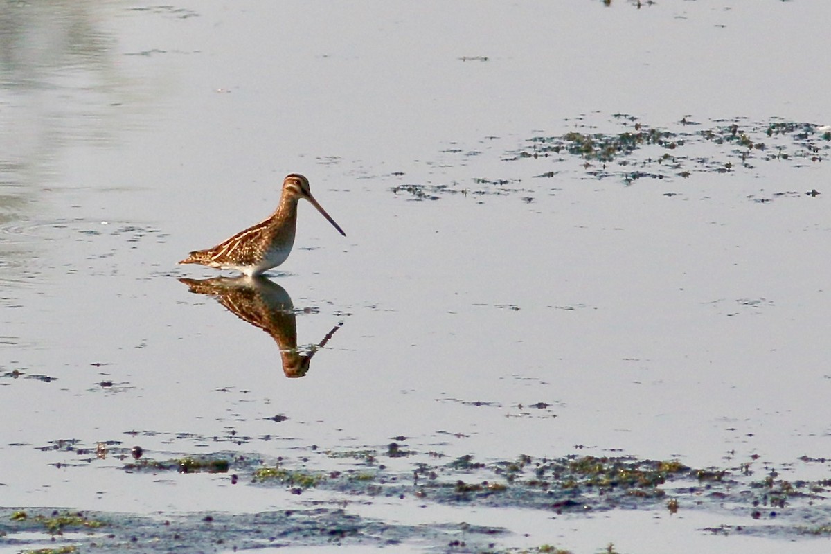 Common Snipe - Joost Foppes