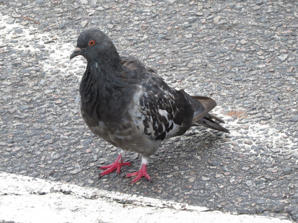 Rock Pigeon (Feral Pigeon) - Dennis Forsythe