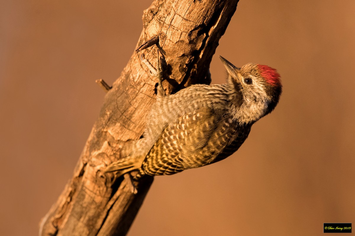 Cardinal Woodpecker - ML174166881