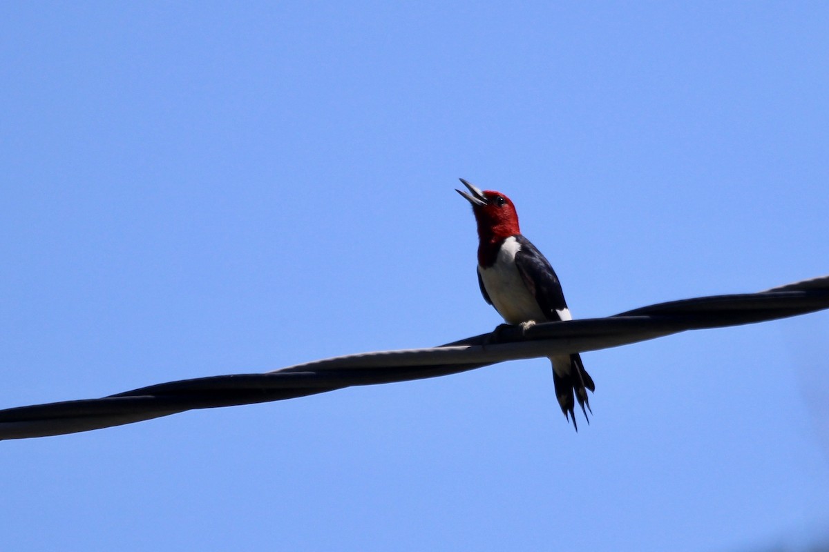 Red-headed Woodpecker - Zac Cota