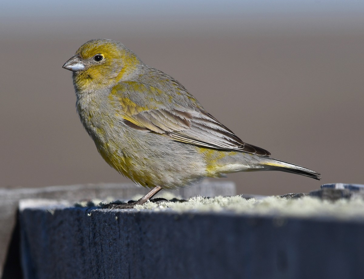 Patagonian Yellow-Finch - ML174173311