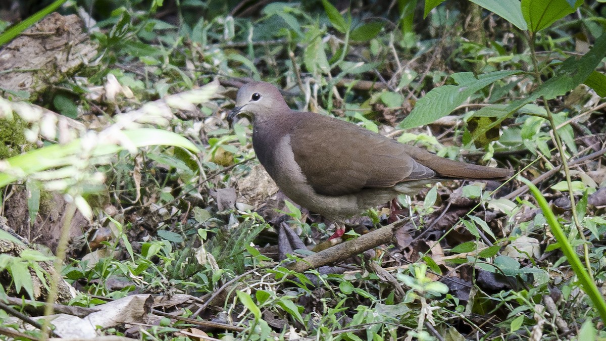 Large-tailed Dove - Ignacio Zapata