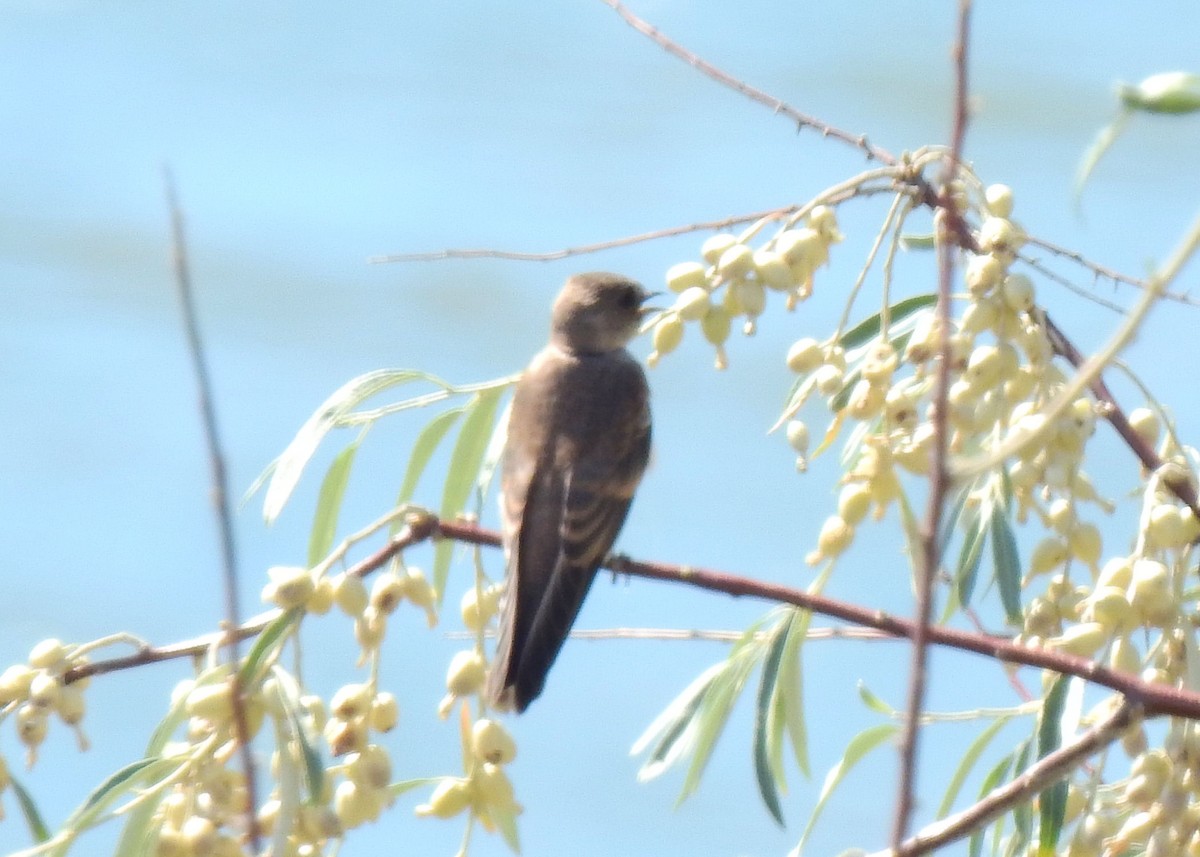 Northern Rough-winged Swallow - ML174182081