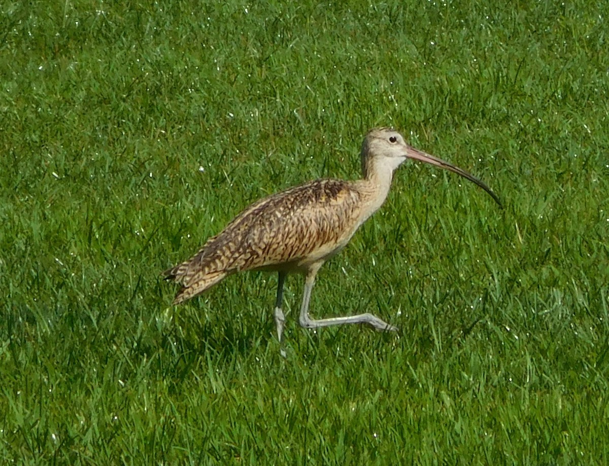 Long-billed Curlew - ML174182821