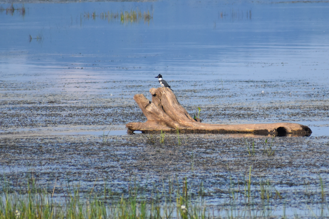 Belted Kingfisher - ML174184911