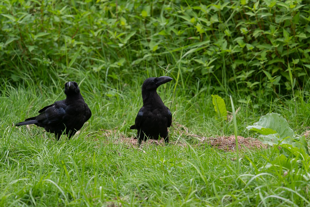 Large-billed Crow - Bert Filemyr