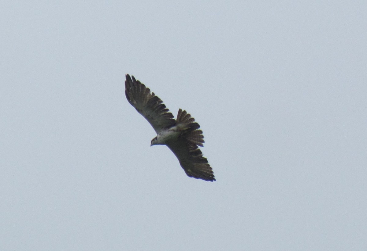 Rufous-bellied Eagle - ML174189111