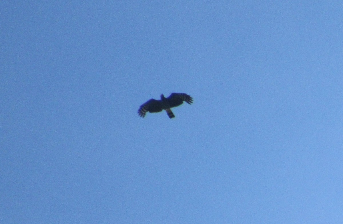 Hook-billed Kite - ML174191471