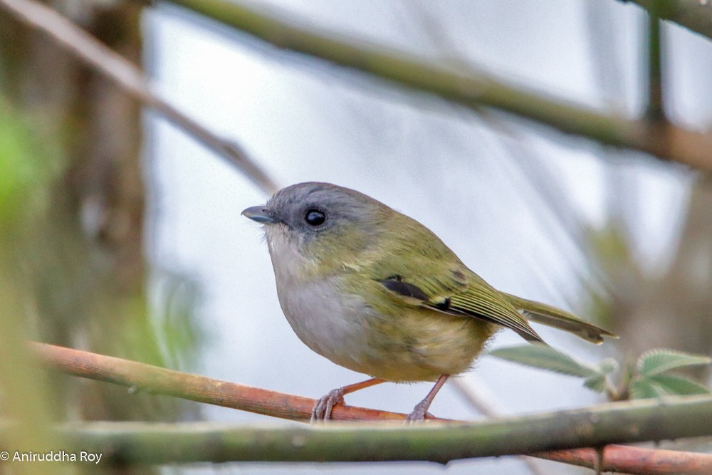 Green Shrike-Babbler - Aniruddha  Roy