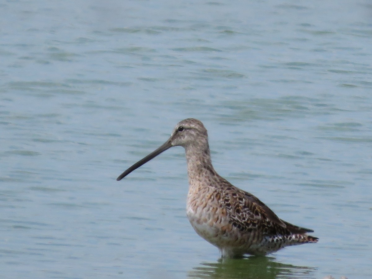 Long-billed Dowitcher - ML174193191