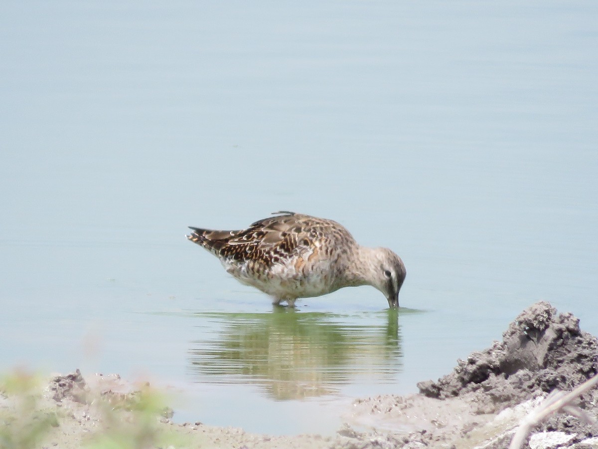 Long-billed Dowitcher - ML174193261