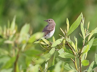  - Little Ground-Tyrant