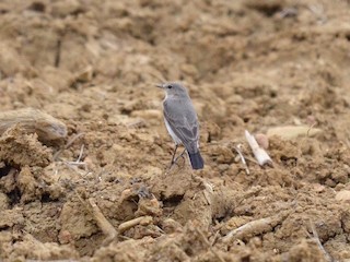  - Little Ground-Tyrant