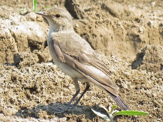  - Little Ground-Tyrant