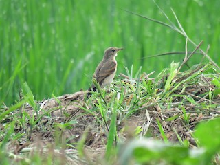  - Little Ground-Tyrant