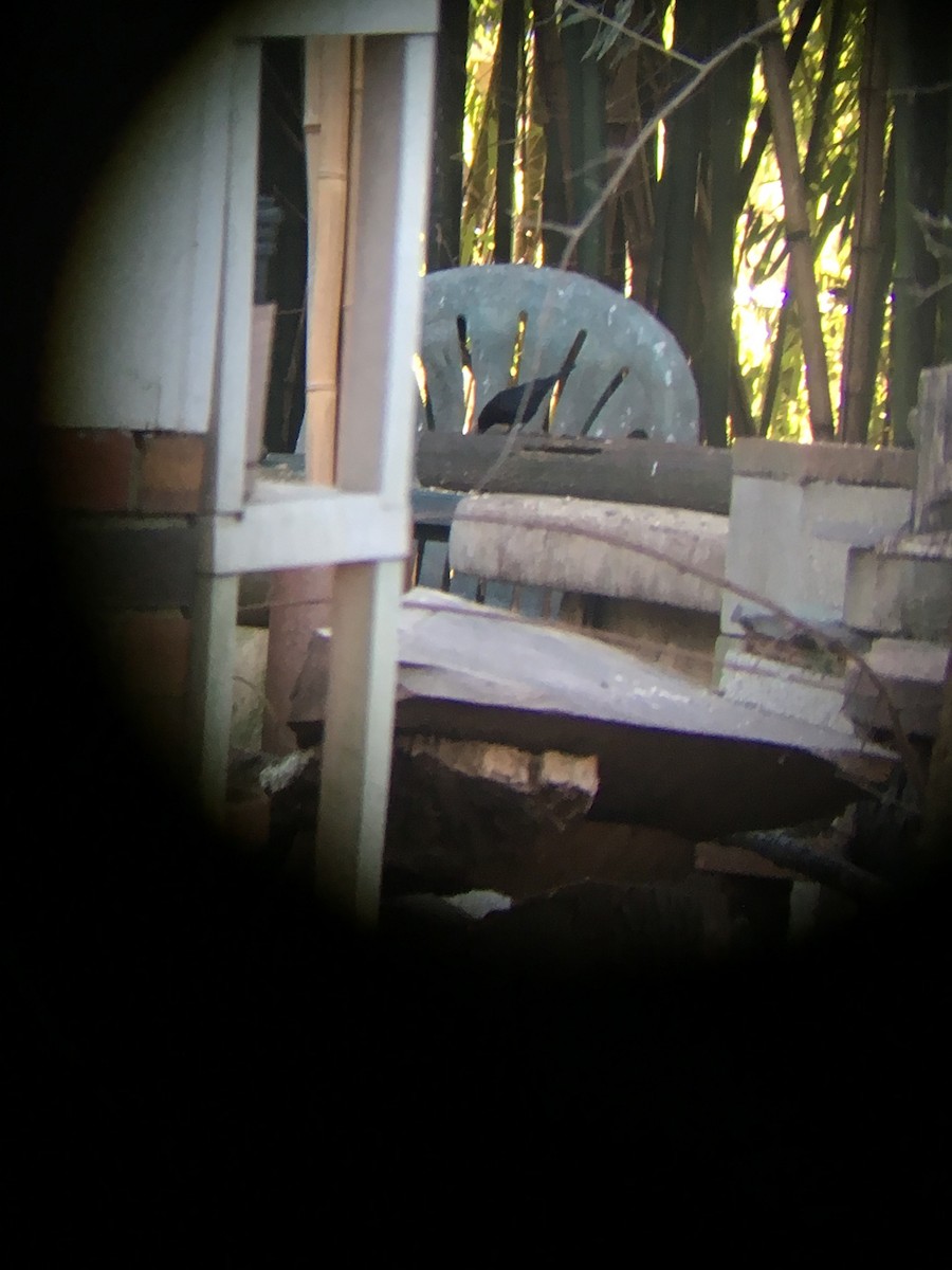 eBird Checklist - 14 Jan 2018 - stakeout Shiny Cowbird, Bethesda (2017 ...