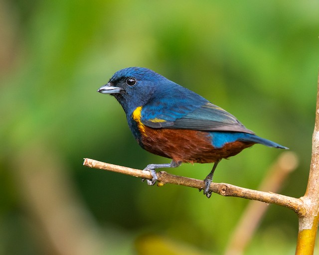 A. Three egg clutch of Chestnut-bellied Euphonia (Euphonia pectoralis)