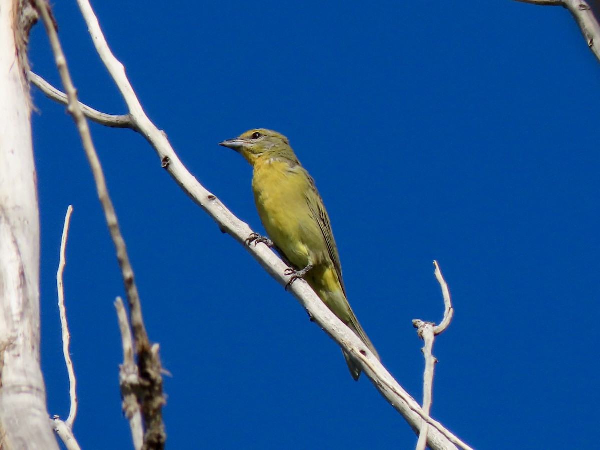 Hepatic Tanager - ML174202111
