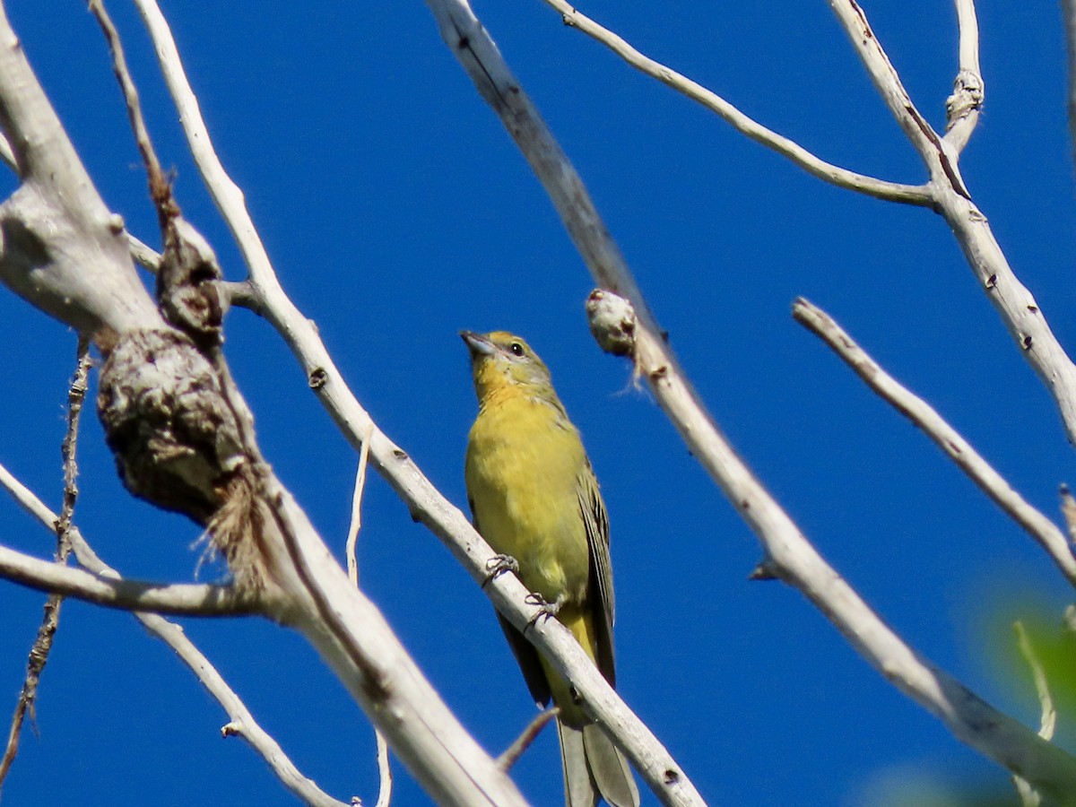 Hepatic Tanager - ML174202251