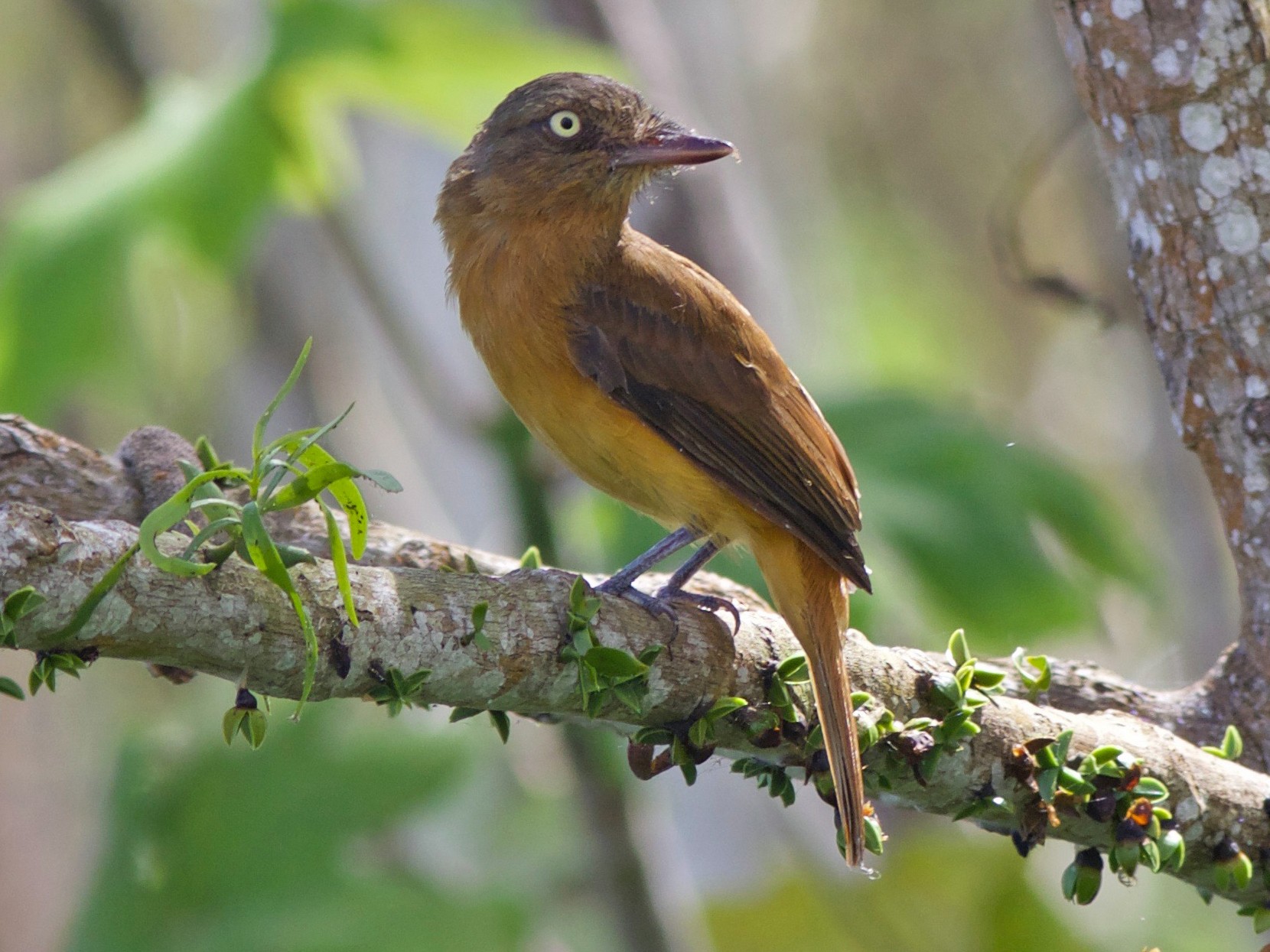 Dull-capped Attila - eBird