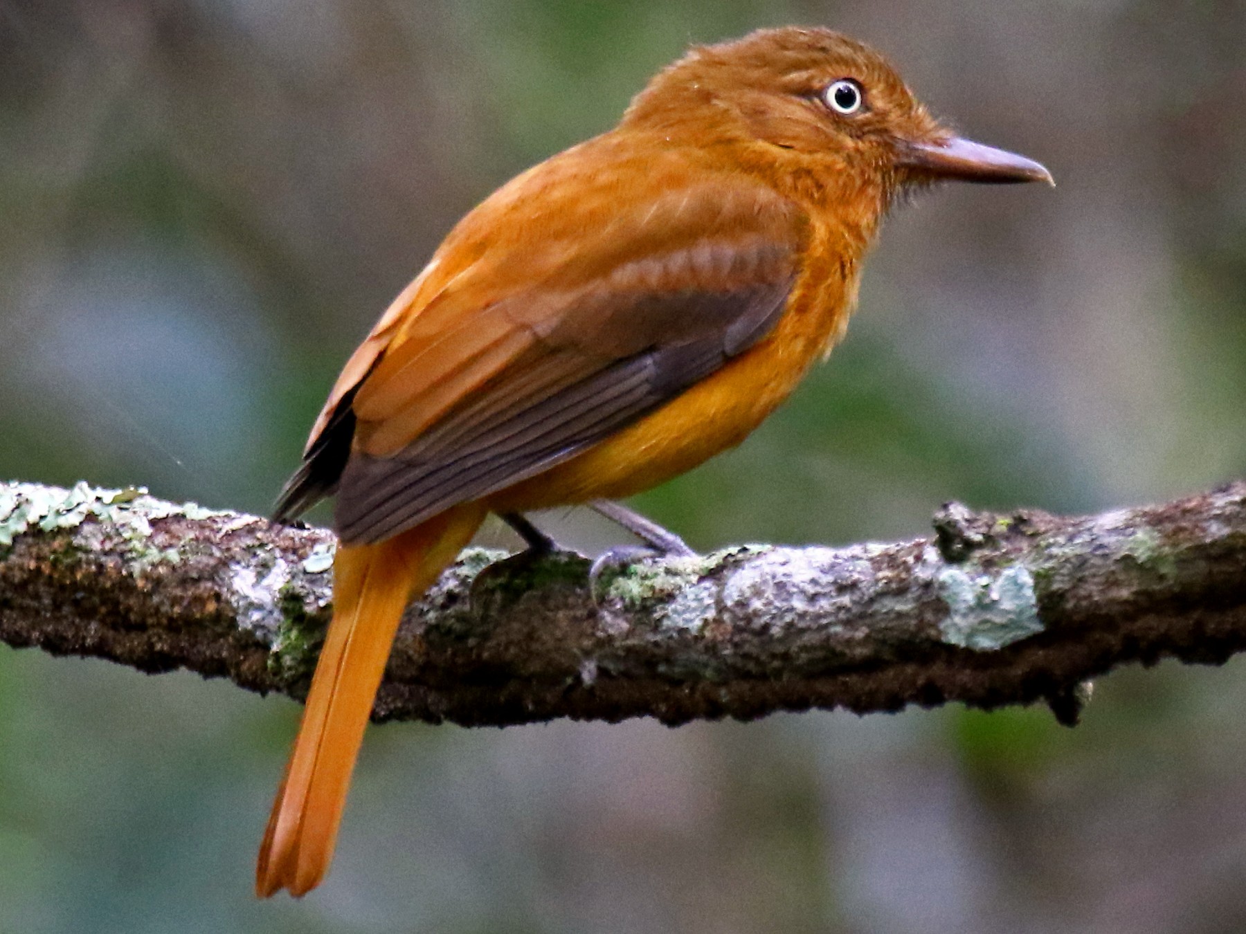 Dull-capped Attila - eBird