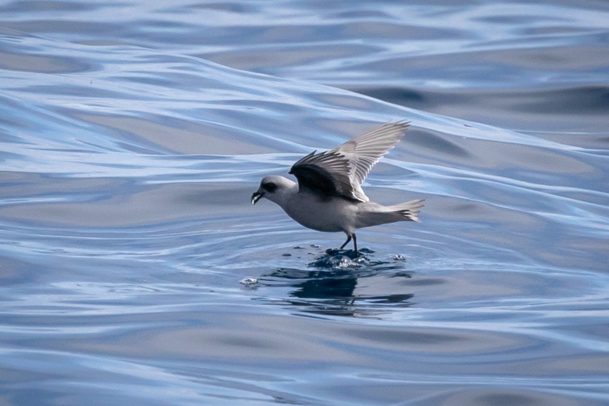 Fork-tailed Storm-Petrel - ML174210971