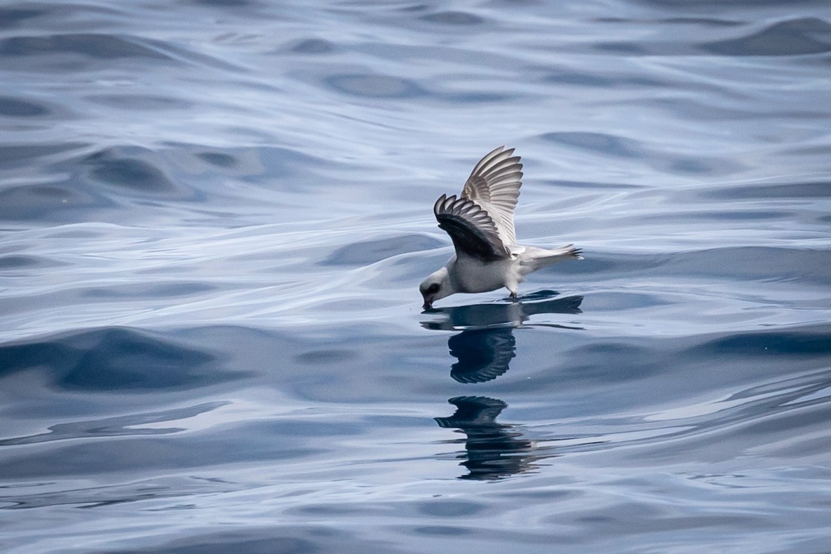 Fork-tailed Storm-Petrel - ML174210981