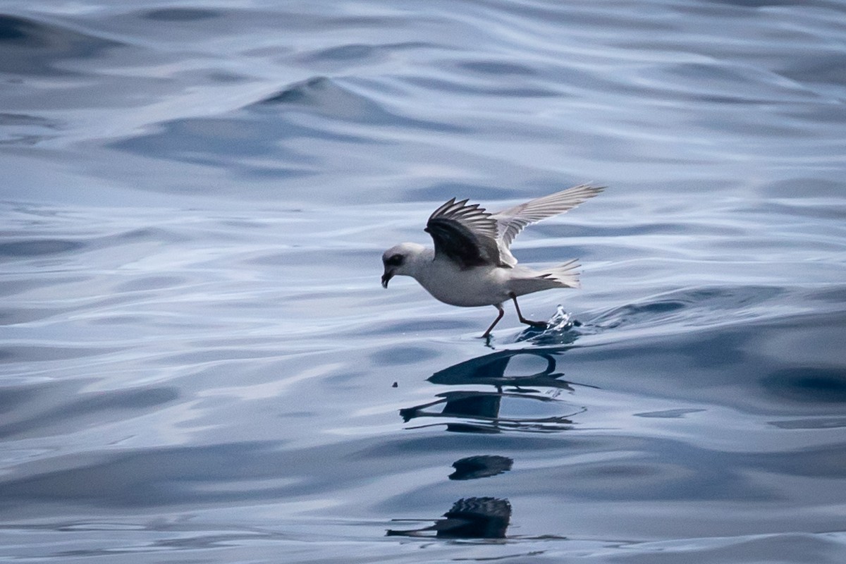 Fork-tailed Storm-Petrel - ML174210991