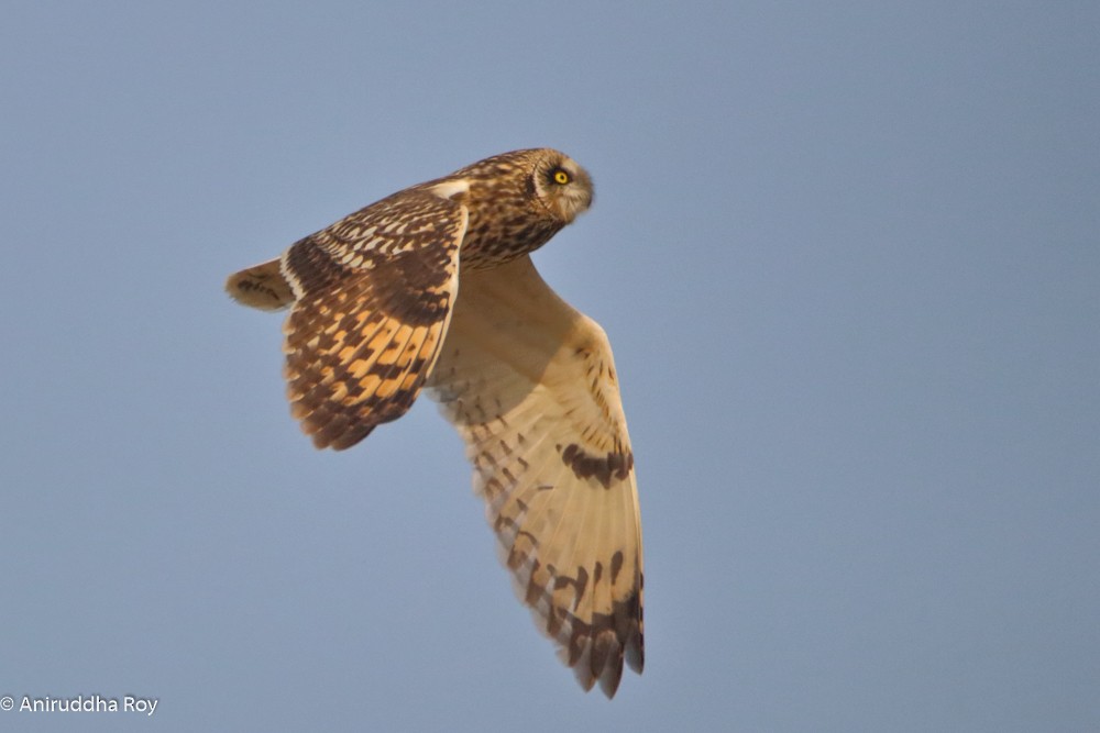 Short-eared Owl - Aniruddha  Roy