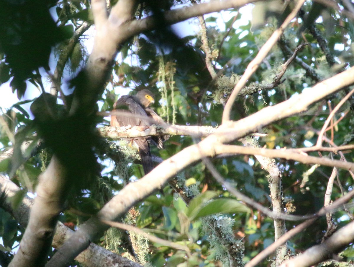 Bicolored Hawk (Spotted) - Daniel Branch