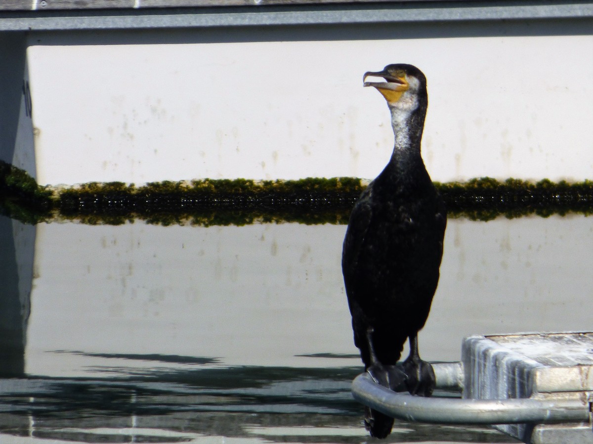 Great Cormorant - Mike Tuer