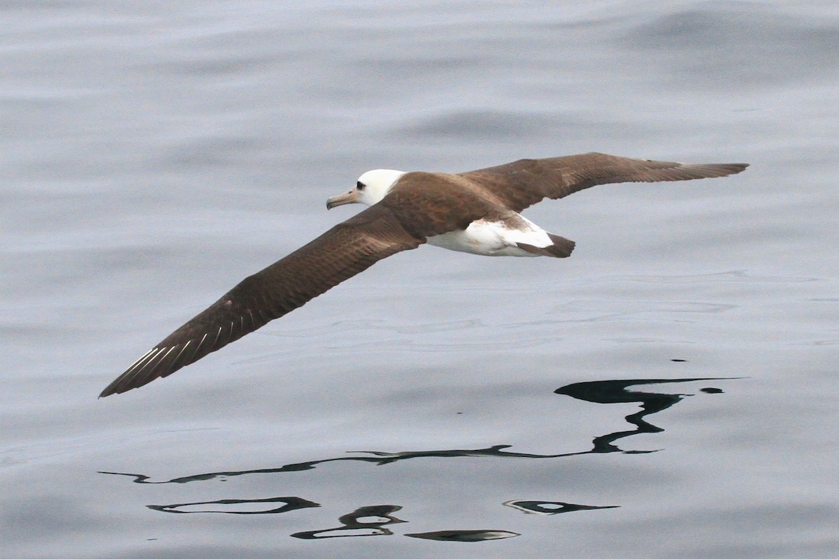 Laysan Albatross - ML174238151